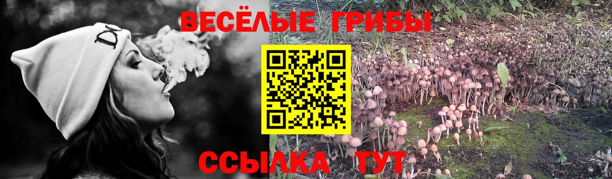 Псилоцибиновые грибы Psilocybine cubensis  Псилоцибиновые грибы Cubensis  Вход с VPN  Камышлов 